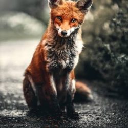 photo-of-fox-sitting-on-ground-2295744-min (2)